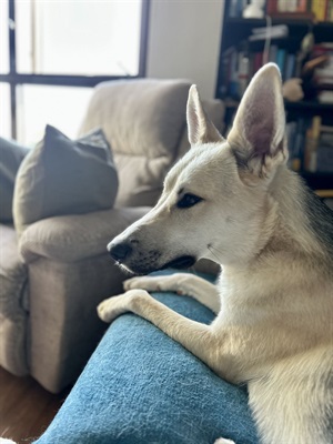 A dog named Bruce on someone's lap in a living room