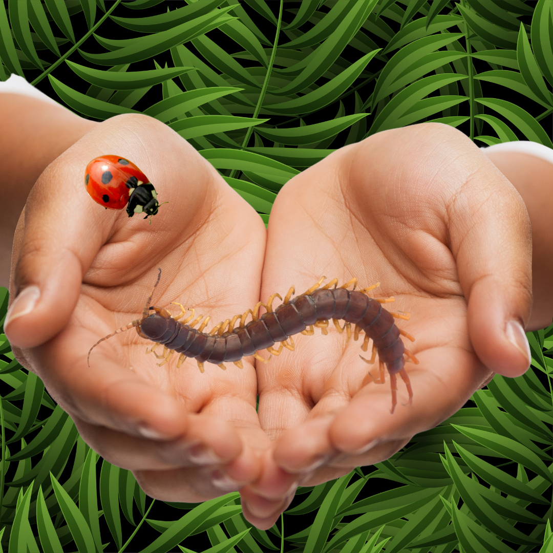 Insect 0725.png